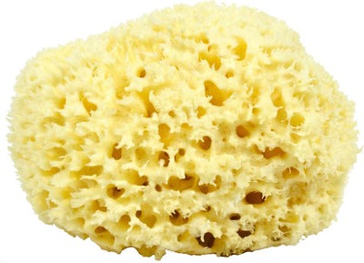Sea Sponge*